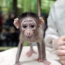 Baby monkey vs. camera