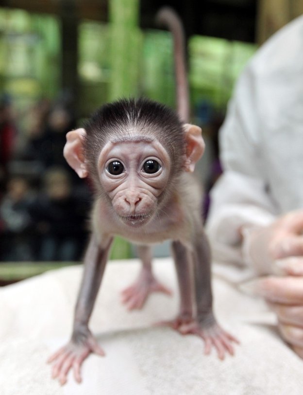 Baby monkey vs. camera