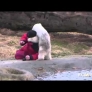 Baby polar bear vs. caretaker