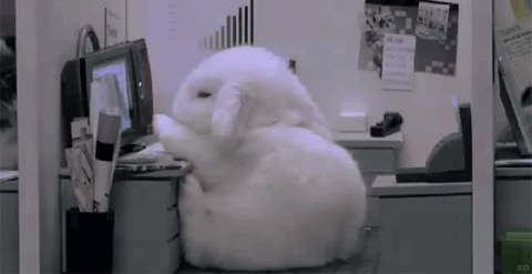 Bunny falls asleep at desk