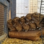 Chinchilla group hug