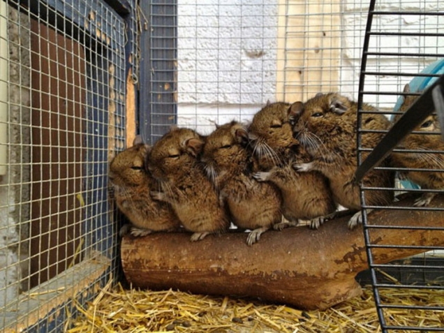 Chinchilla group hug