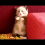 Cute kitten is afraid of vacuum cleaner