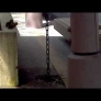 Ducklings jump off ledge
