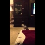 Fraggle the puppy discovers bubbles