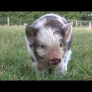 Kunekune piglets