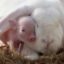 Piglet and rabbit