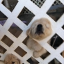 Puppies vs. fence