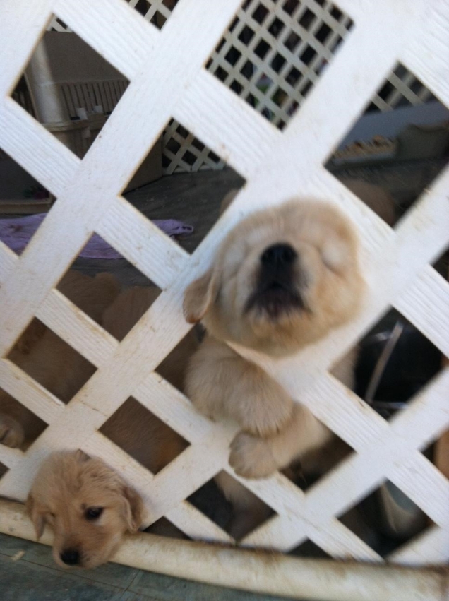 Puppies vs. fence