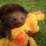 Sloth hugs plush toy