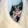 Sugar gliders hiding