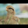 2-day-old baby chicks