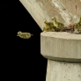 Baby gosling mid-air jump