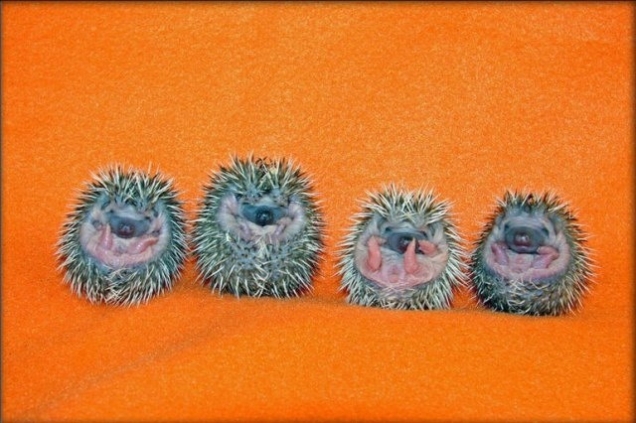 Baby hedgehogs