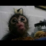 Baby monkey feeding time