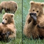 Bear cub plays with foot