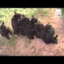 Bear cubs do the love train