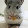 Chinchilla eating Wheaties