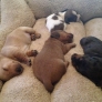 Dachshund puppies sleeping