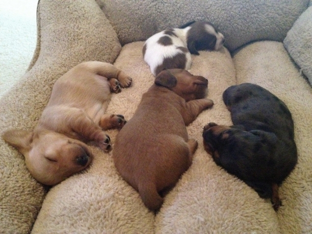 Dachshund puppies sleeping