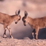 Deer fight