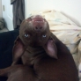 Dog looking upside down