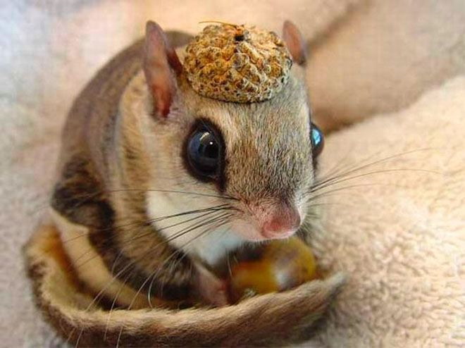 Flying squirrel in a nutshell