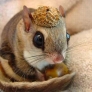 Flying squirrel in a nutshell