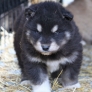 Grumpy puppy