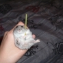 Hamster has a stick