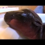 Harry the baby hippo