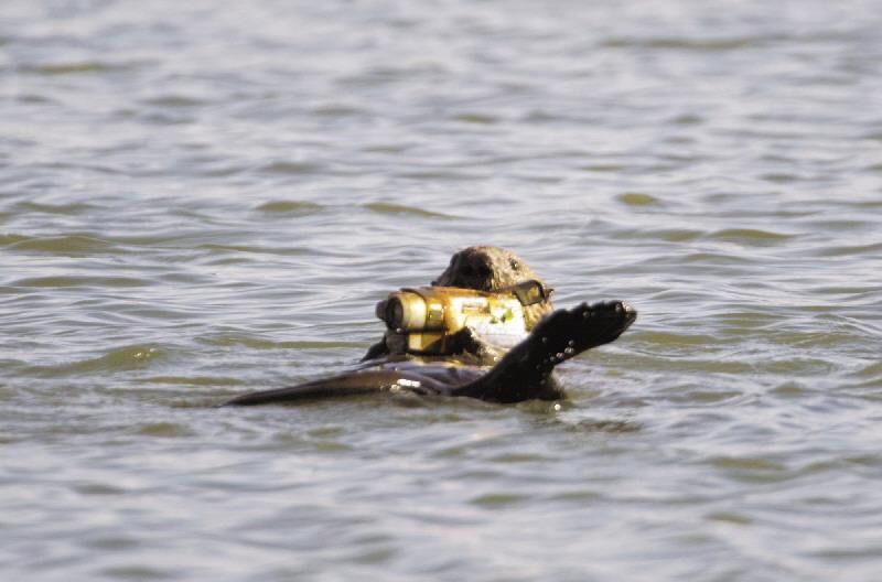 Otter has videocamera