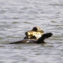 Otter has videocamera