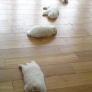 Puppies sleeping on the floor