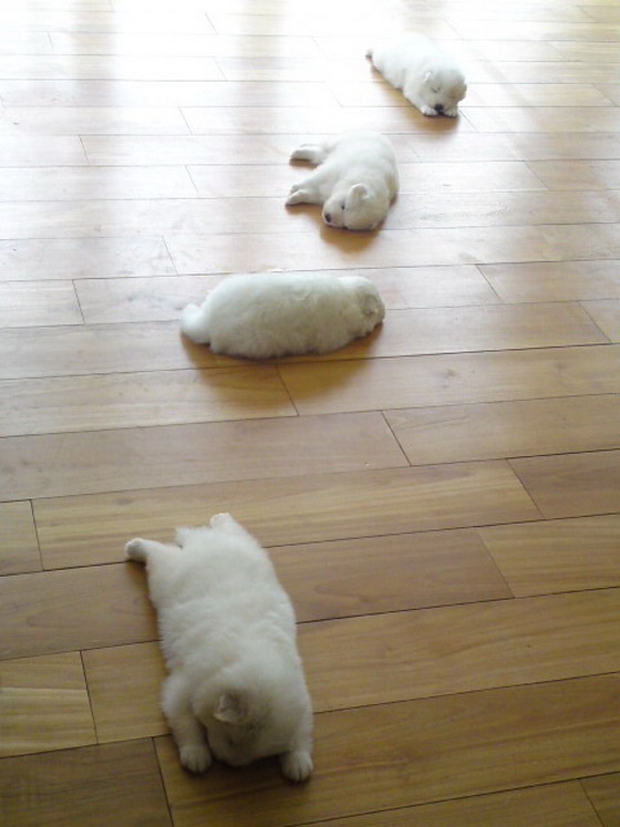 Puppies sleeping on the floor