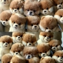 Spot the intruder