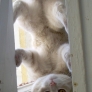 Upside-down cat