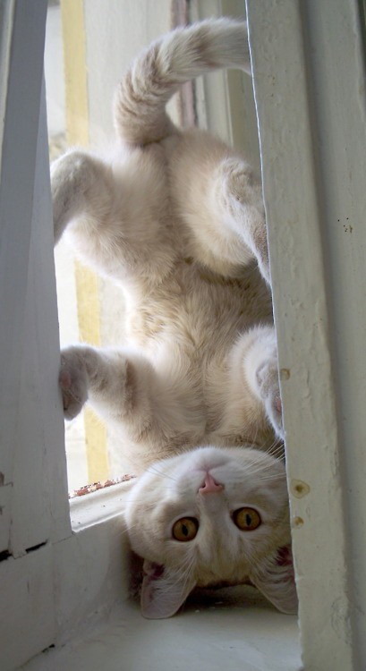 Upside-down cat