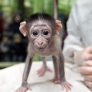 Baby monkey is ready