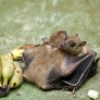 Bat hug