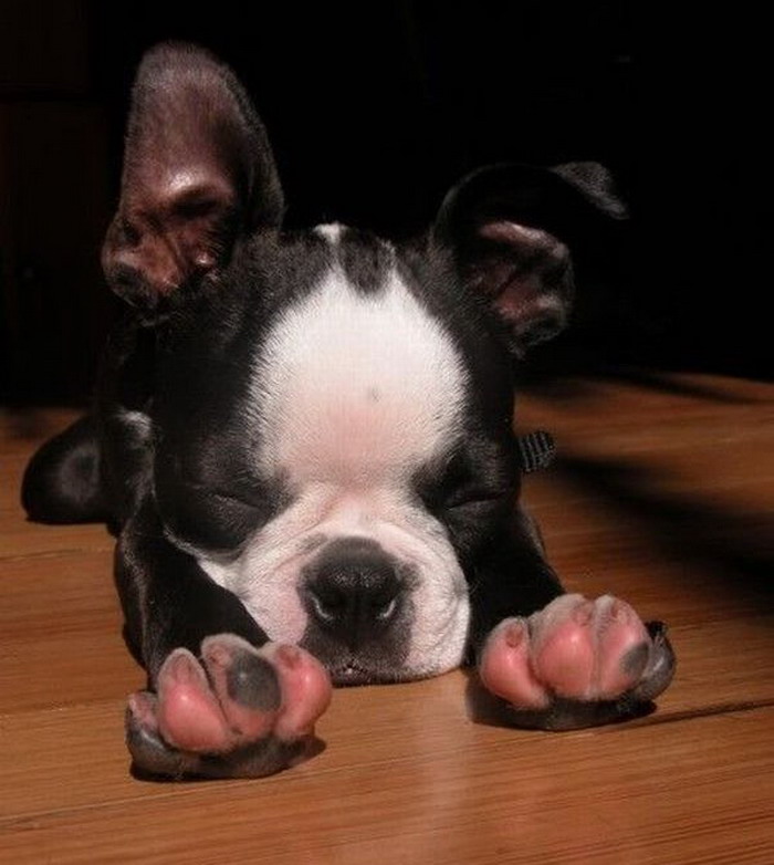 boston terrier puppy is