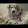 Cat loves dog