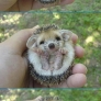 Cute baby hedgehog