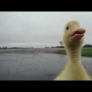 Duck chase