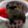 Help name this cute baby otter