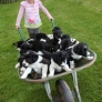 Puppies in a wheelbarrow