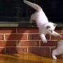 Ragdoll kittens befriend German Shepherd
