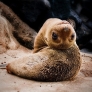 Seal pup watches you upside-down