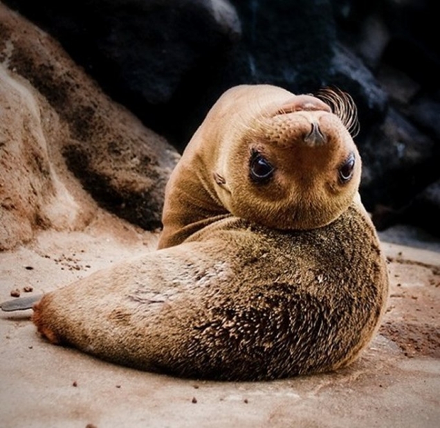 Seal pup watches you upside-down