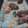 Sleeping Shiba Inu puppies